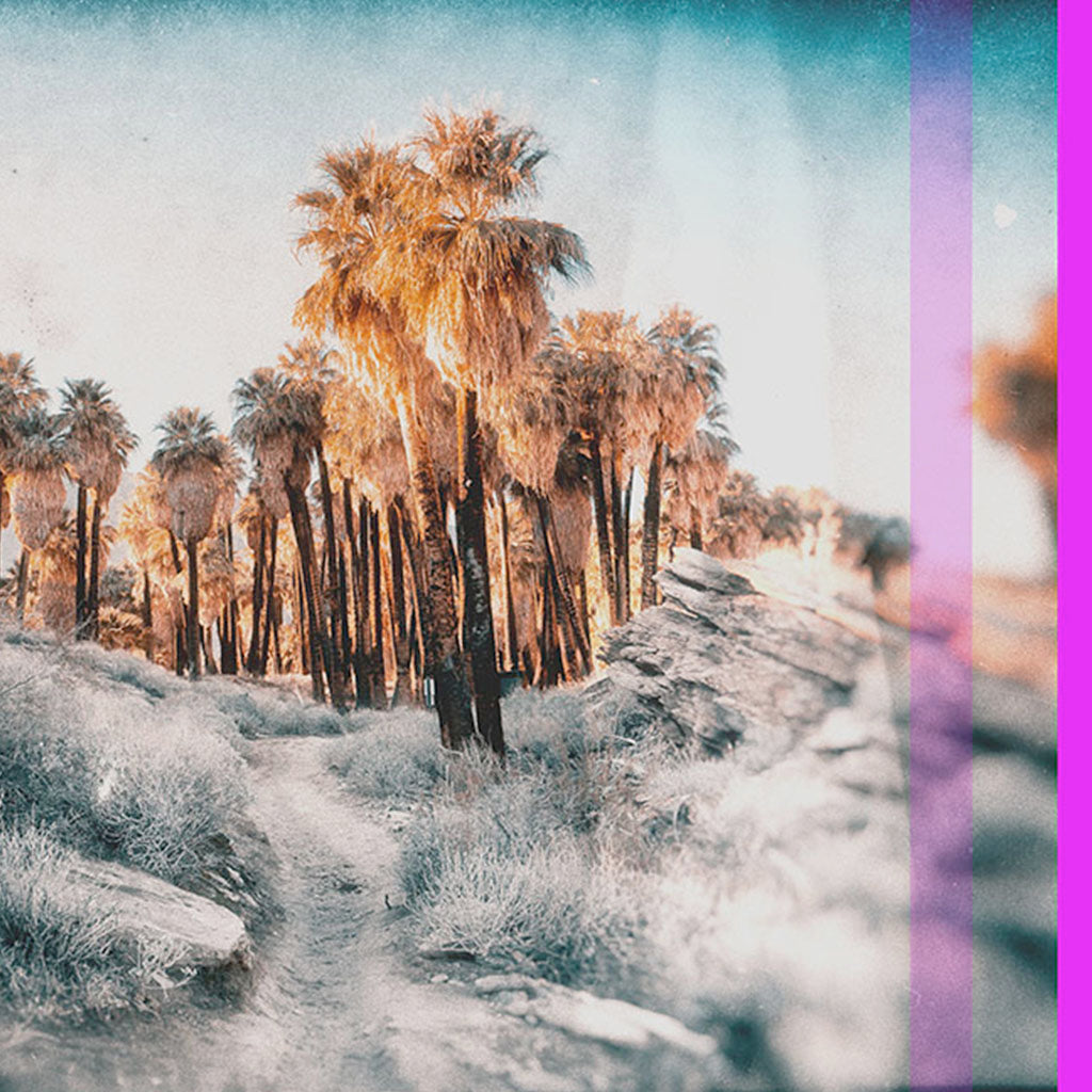 Indian Palm Trees Magenta Bold | Fine Art Photography | Limited Edition - FranLamothe