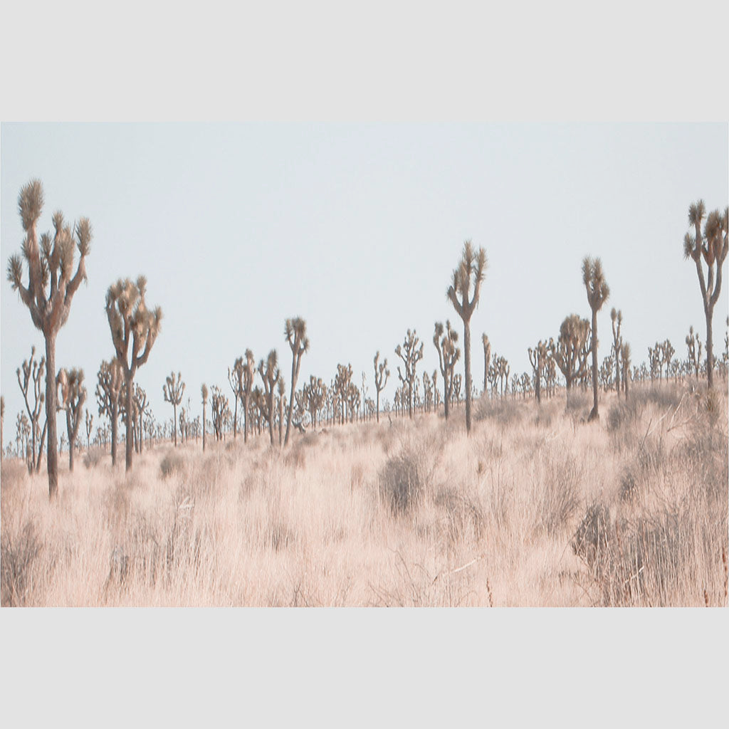 Joshua Tree Soft Field | Fine Art Photography | Limited Edition - FranLamothe