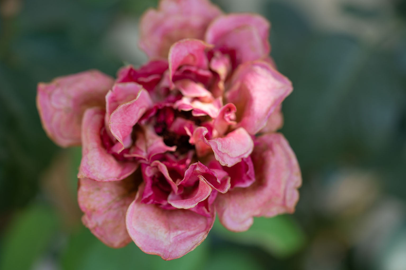 Botanical, rose flower, leafy green background.