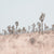 California desert, Joshua Tree, field