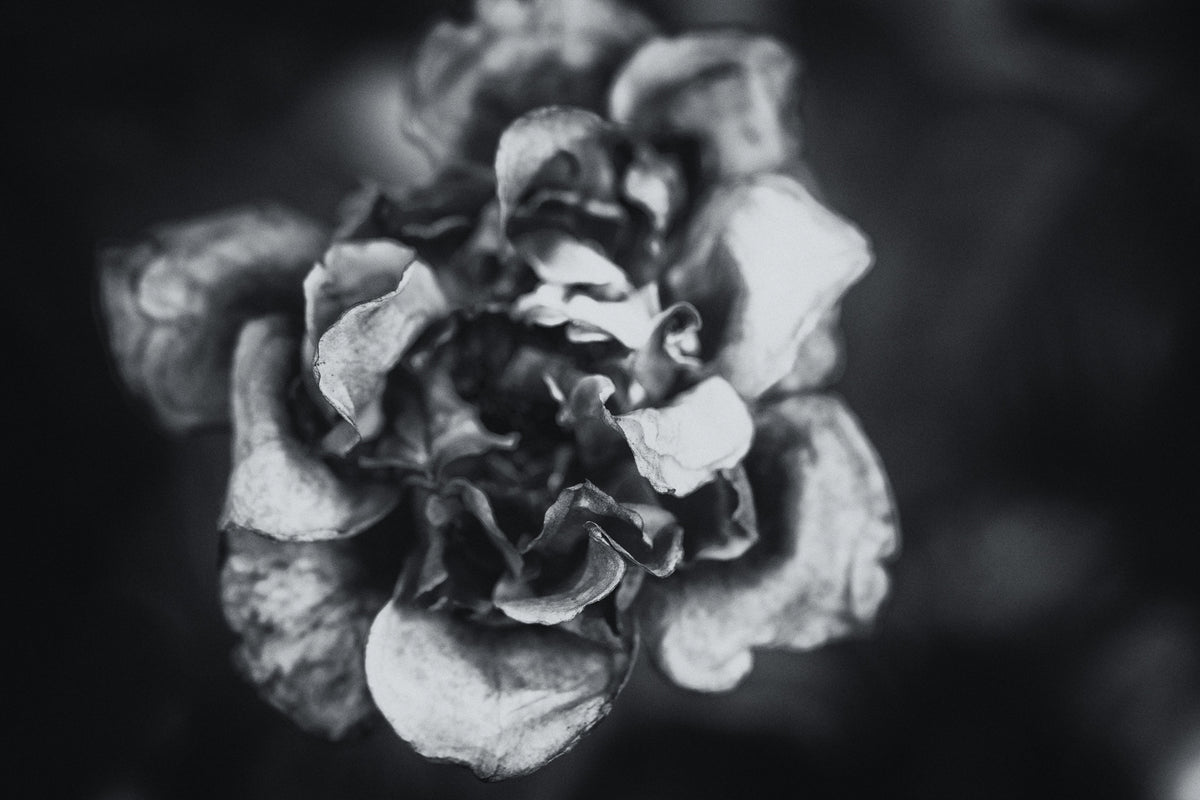 Flower Rosa Black&amp;White | Fine Art Photography - FranLamothe
